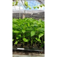 ANAK POKOK CILI BESAR USIA 3-4 MINGGU