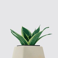 │ 方盆系列 │ 金剛虎尾蘭 - 空氣淨化 水耕盆栽 陶瓷盆器