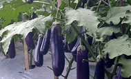 MM- Anak Pokok Terung Ungu Panjang / Long Purple Eggplant Sapling