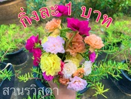 🌺ขั้นต่ำ 20 กิ่ง คุณนายตื่นสาย แพรเซี่ยงไฮ้คละสี7-20สี