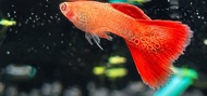 Albino Red Lace Guppy / Fresh Water