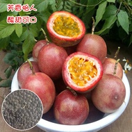 Ready Stock Fast Shipping Passion Fruit Golden Fruit Seed Golden Passion Fruit Seed Four Seasons Spr