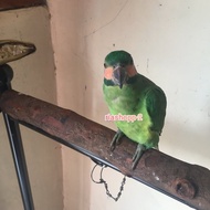 burung betet Sumatra jinak dewasa