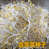 Bean Sprout Seed Hydroponic Sprout Balcony Four Seasons Planting