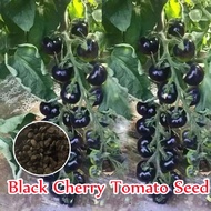 100 Seeds Rare Black Cherry Tomato Seeds for Planting Vegetables Seeds Vegetables Plants Fruit Seeds