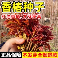 💕热销中💕香椿籽种籽红油四季香椿树苗芽种孑水培种植树种嫩芽四川云南香椿 YLKP