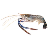 กุ้งแม่น้ำ 1 กก. (3-4ตัว/กก.)