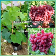 POKOK ANGGUR AKADEMIK, DIXON, NINEL, SHINE MUSCAT, EVEREST, LONG RED SEEDLESS, TRANS., VELES, B. OZA