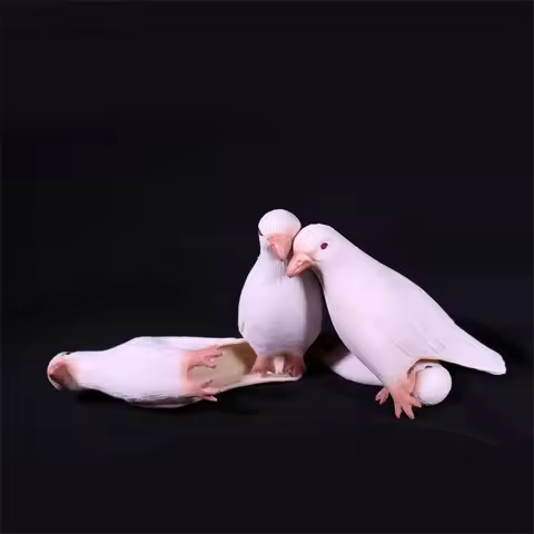 Appearing Vanishing Dove Comedy Props Performing Imitation Pigeon Fake Living Dove Mentalism Gimmick