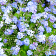 Forget-Me-Me-Not Seeds Blue Star Flowers Cut Flowers Forget-Me-Not Potted Plants Seeds Manufacturer 
