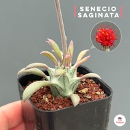 Senecio Saginata ไม้อวบน้ำ กุหลาบหิน cactus&amp;succulentหลากหลายสายพันธุ์