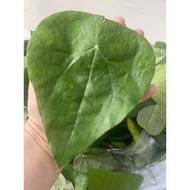 Fresh home-grown Ginseng (fast delivery 1-2 days)