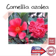 (GG real plant) camellia azalea  Pokok hidup hiasan rumah live outdoor plant tumbuhan kebun bunga fl
