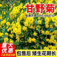 現貨 快速發貨 2到3天發貨  野菊花種子甘野菊花籽泡茶野生山菊花種孑多年生四季播種易活植物