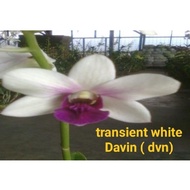 Anggrek Dendrobium Dvn Dewasa