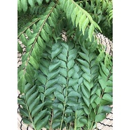 100% Organic Fresh Curry leaves