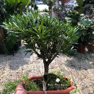 GPS Green Plant Society Live Podocarpus Ball Bonsai 罗汉松（球状）