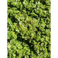 Benih Azolla Pokok Ikan Betta Guppy & Ternakan Ayam, Itik, Arnab, Lobster