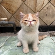 Kucing Persian Peaknose Exotic