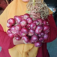 Berkebun 15 Biji - Benih Bawang Merah MASERATI F1 Asli Belanda