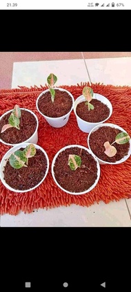 Bunga Aglonema Stardust Orange/ Baby SO daun 1+