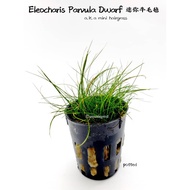 Aquatic Plant - Eleocharis Parvula Dwarf - Mini Hairgrass - Carpeting Plant - Pokok Akuatik