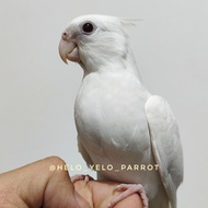 Falk / parkit australia Albino MM