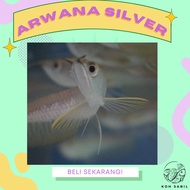 hiasan aquarium Arwana silver brazil 12-13cm