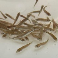【嘉嘉寵物】小猴飛狐 除黑毛藻剋星 🐟觀賞魚