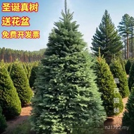 Christmas Tree of Christmas Trees Real Christmas Trees Living Christmas Trees Real Trees Christmas T
