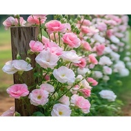 【Ready Stock】Biji Benih Bunga Eustoma Lisianthus Texas Bluebell Yangji Terrier Flower seed Yangji Te