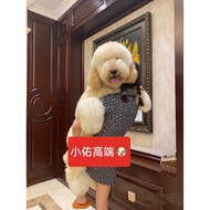 Giant Poodle Giant Poodle Puppies Pure Breed Giant Teddy White Champagne Red Brown Gray Black Giant