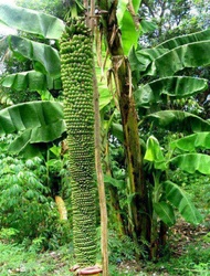 A4R Bibit Pisang Raja Seribu Kualitas Unggul