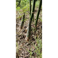 Rebung segar, rebung fresh, rebung terbaik, rebung manis 2kg RM10