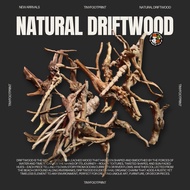 Natural driftwood spider wood for terrarium, isopod, reptile tank, and aquascape. Unique texture & s