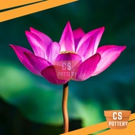 Real Lotus Water Plant Bunga Teratai Bunga Lotus Hidup Berkebun Taman Bunga Flower Garden
