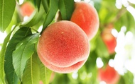 Yamagata Fruit Picking & Ginzan Onsen Day Trip (From Sendai)
