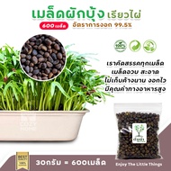 เมล็ดต้นอ่อน เมล็ดผักไมโครกรีน (แบบซองราคาส่ง) #microgreen #ต้นอ่อนทานตะวัน #โตเหมี่ยว #ไควาเระ #ผัก