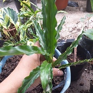 ♞,♘Calathea Variety Live uprooted Plants