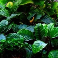 Sindo - Anubias Coffeefolia per Rhizom Live Plant 3VKE047JR1