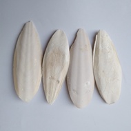 Cuttlefish Bone Edging 11- 13cm Parrot Bird Chewing Supplies Cuttlefish Bone Squid Bone cd25.11.6M