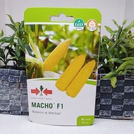 MACHO F1 Sweet Corn Japanese Corn ( EAST-WEST SEED / 80SEEDS )