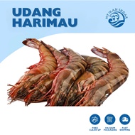 UDANG HARIMAU LAUT 1KG FRESH TIGER PRAWN M/L SIZE UDANG BESAR SEA TIGER PRAWN SEAFOOD SEGAR