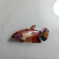 Ikan Cupang Female Betina Nemo Galaxy Multicolor Siap Breed BWW-101