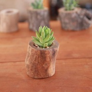 【台灣樟木】多肉植物 原木花盆1-吋-去皮-上油