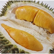anak pokok durian IOI / HAJJAH HASMAH/ MAS MUAR hybrid