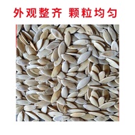 Wholesale Fruit Cucumber Seeds Spring Autumn Broadcast Sweet Crispy Small Cucumber Seeds Balcony Pot