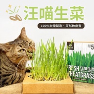 [Wangmiao Planet] Wangmiao Lettuce Cat Grass Hair Cultivation Box Wheat Gastrointestinal Motility Re