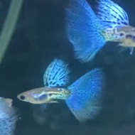 Guppy Blue Grass Grade A