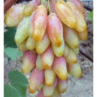 Biji Benih Anggur DIXON Grape Seed - 10 Seed